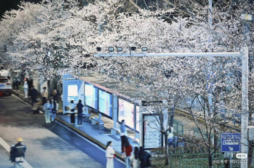 樱花季|与思域一起踏入武汉春天